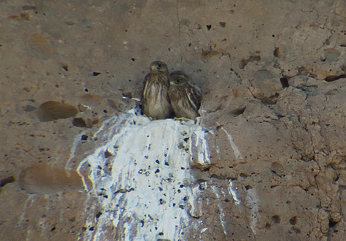 22_turmfalke_common-kestrel_nachtschiwan_aserbaidschan_2018-06-08_9923