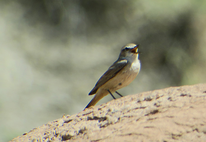 23_kaukasussteinschmaetzer_red-tailed-wheatear_persian_ilandag_nachtschiwan_2018-06-07_9399