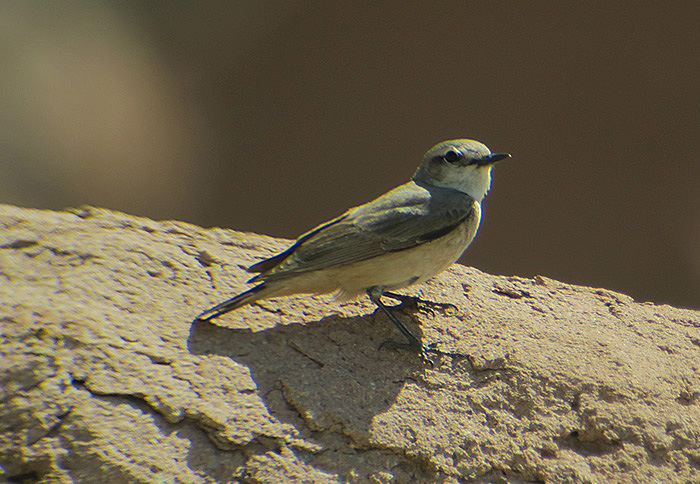 24_kaukasussteinschmaetzer_red-tailed-wheatear_persian_ilandag_nachtschiwan_2018-06-07_9408