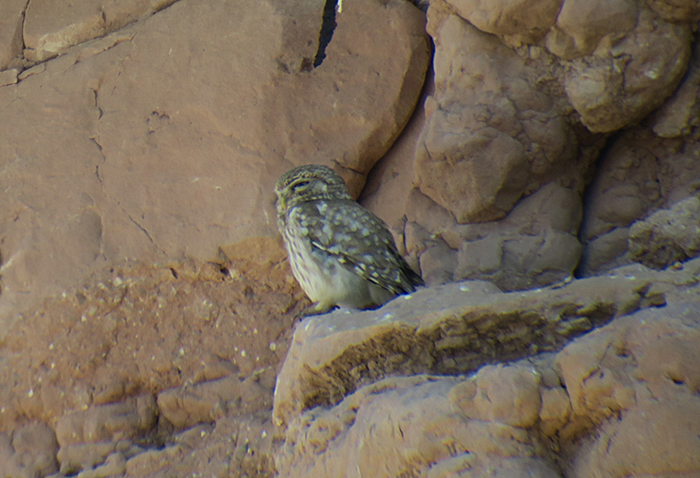 24_steinkauz_little-owl_nachtschiwan_2018-06-08_0004