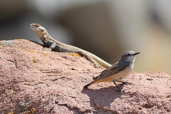 24b_kaukasussteinschmaetzer_red-tailed_wheatear_2018_06_07_126-markus-daehne