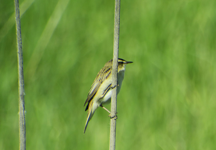 25_schilfrohrsaenger_sedge-warbler_batabat_nachtschiwan_2018-06-06_8850