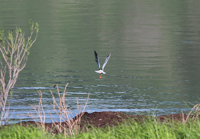 26_rotschenkel_common-redshank_batabat_nachtschiwan_2018_06_06_55-markus-daehne