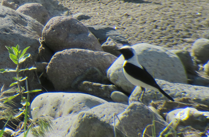 28_balkansteinschmaetzer_black-eared-wheatear_nachtschiwan_2018-06-06_8872