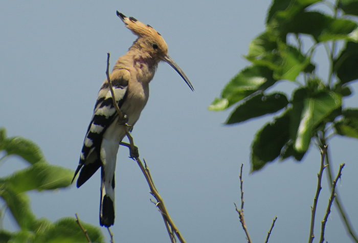 28_wiedehopf_eurasian-hoopoe_nachtschiwan_2018-06-07_9487