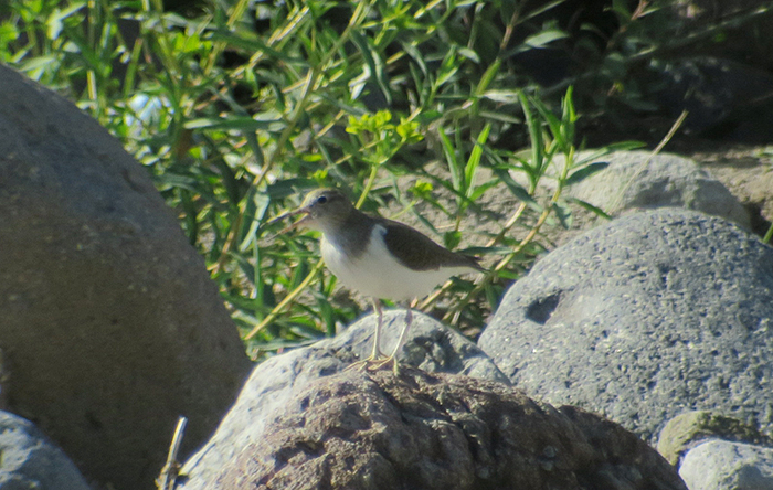 29_flussuferlauefer_common-sandpiper_nachtschiwan_2018-06-06_8874