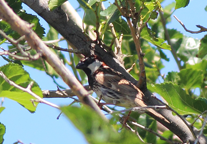 29_weidensperling_spanish-sparrow_nachtschiwan_2018_06_07_139-markus-daehne