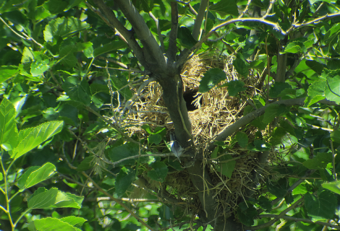 30_weidensperling-nest_nachtschiwan_2018-06-07_9498