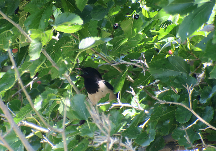 31_rosenstar_rosy-starling_nachtschiwan_2018-06-07_9466