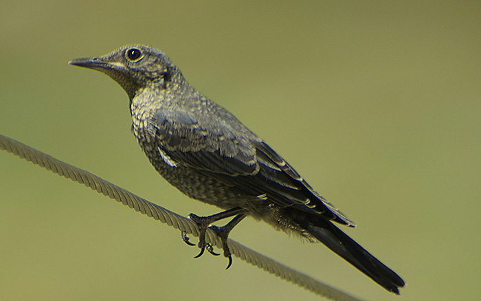 32_blaumerle_blue-rock-thrush_nachtschiwan_aserbaidschan_2018-06-08_0130