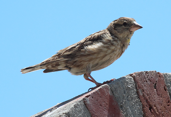 34_steinsperling_common-rock-sparrow_nachtschiwan_2018_06_08_107-markus-daehne