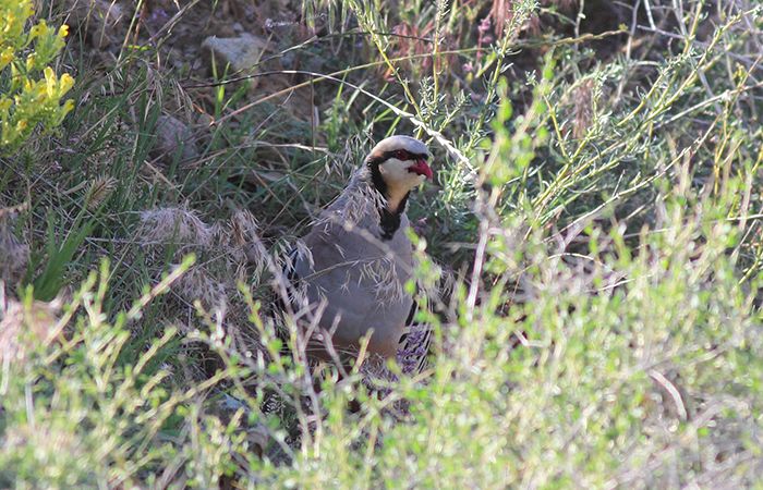 34b_chukarhuhn_chukar-partridge_2018_06_06_64-markus-daehne