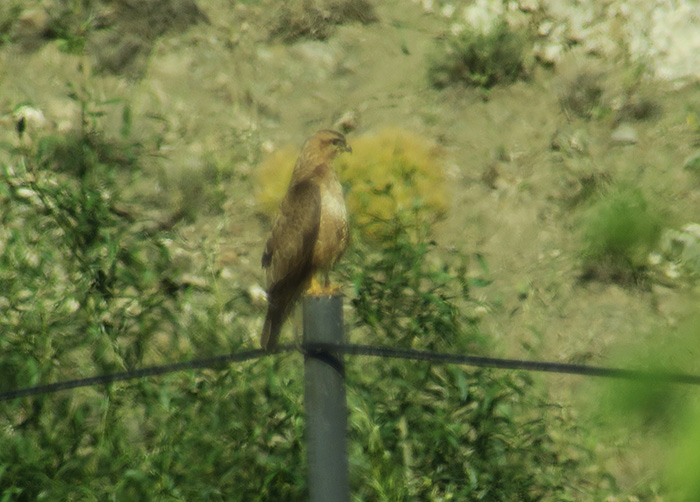 35_falkenbussard_steppe-buzzard_nachtschiwan_2018-06-06_8911