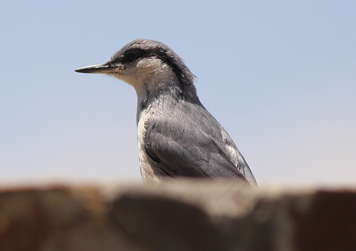 35_felsenkleiber_western-rock-nuthatch_nachtschiwan_2018_06_08_105-markus-daehne