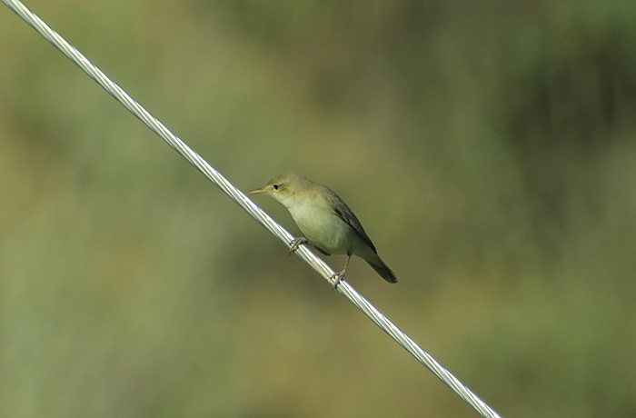 36_blassspoetter_eastern-olivaceous-warbler_nachtschiwan_2018-06-06_8928