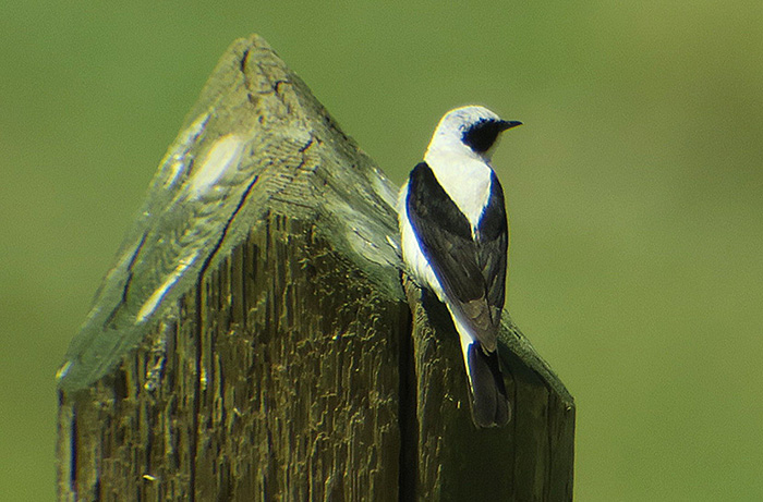 36_mittelmeersteinschmaetzer_melanoleuca-black-eared-wheatear_nachtschiwan_aserbaidschan_2018-06-08_0042