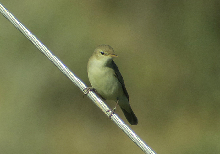 37_blassspoetter_eastern-olivaceous-warbler_nachtschiwan_2018-06-06_8934