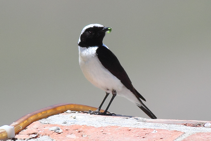 38_balkansteinsteinschmaetzer_black-eared-wheatear_nachtschiwan_2018_06_08_99-markus-daehne