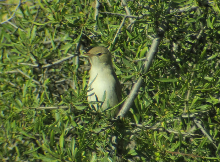 38_blassspoetter_eastern-olivaceous-warbler_nachtschiwan_2018-06-06_8956