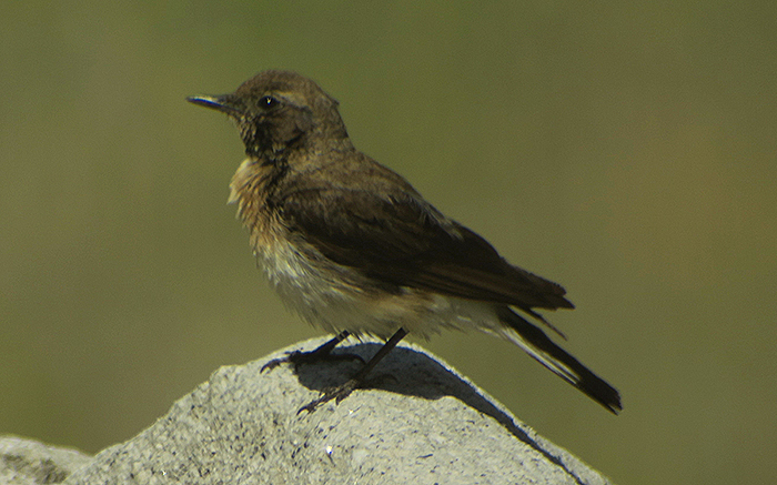 39_mittelmeersteinschmaetzer_melanoleuca-black-eared-wheatear_nachtschiwan_aserbaidschan_2018-06-08_0089