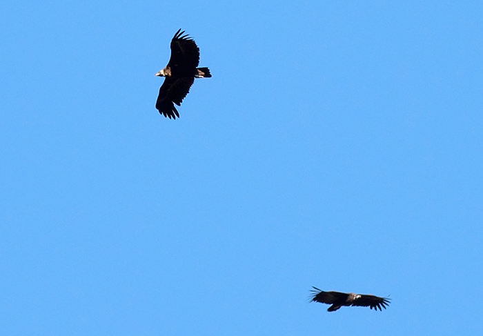 39_moenchsgeier_cinereous-vulture_nachtschiwan_2018_06_06_93-markus-daehne