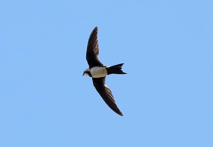 42_alpensegler_alpine-swift_nachtschiwan_2018_06_08_98-markus-daehne