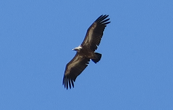 43_gaensegeier_griffon-vulture_nachtschiwan_aserbaidschan_2018-06-08_0200