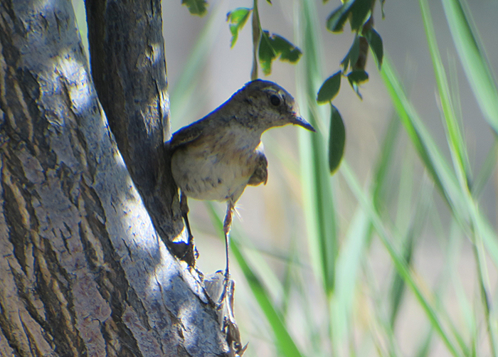 43_jungvogel_nachtschiwan_2018-06-07_9666