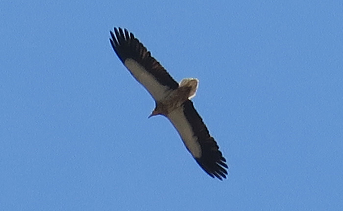 44_schmutzgeier_egyptian-vulture_nachtschiwan_aserbaidschan_2018-06-08_0173