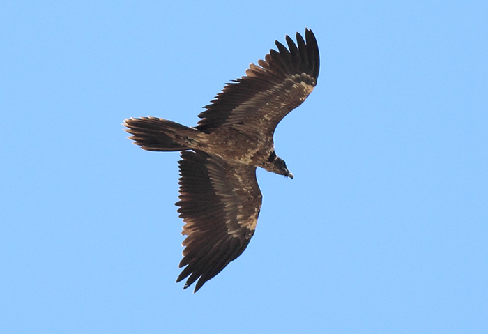 45_bartgeier_bearded-vulture_nachtschiwan_2018_06_08_109-markus-daehne