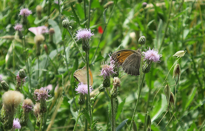 47_schmetterlingswiese_nachtschiwan_2018-06-08_0240