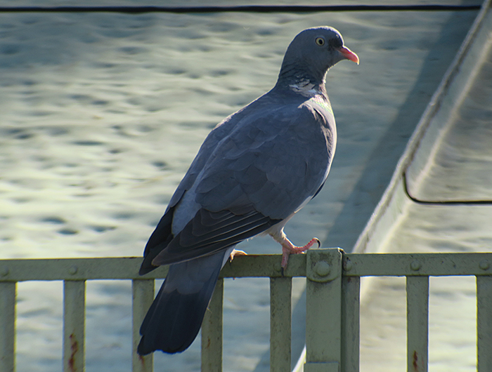 02_ringeltaube_common-wood-pigeon_friedhof_perlacher-forst_2018-10-14_2735