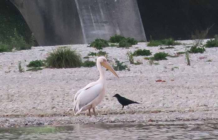 02_rosapelikan_great-white-pelican_isar_mue_2018-10-19_2853