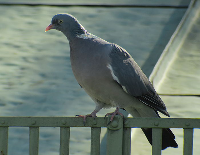 03_ringeltaube_common-wood-pigeon_friedhof_perlacher-forst_2018-10-14_2740