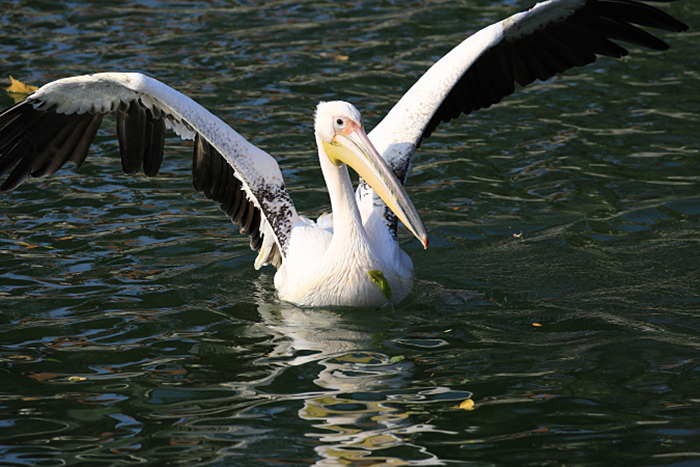 03_rosapelikan_great-white-pelican_2018_10_19_05327b1_ulrich_schaefer