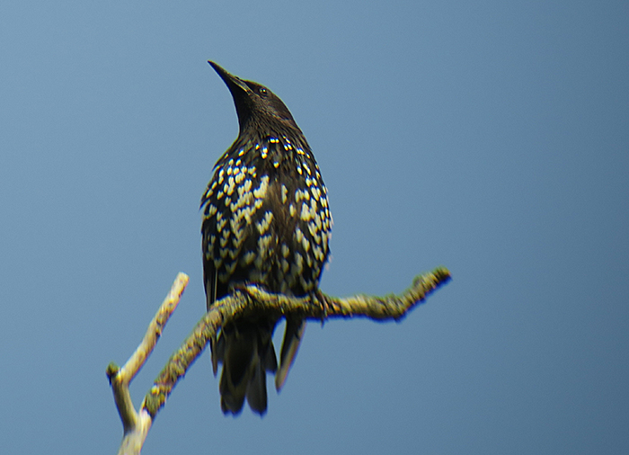03_star_starling_ammersee_2018-08-26_1749