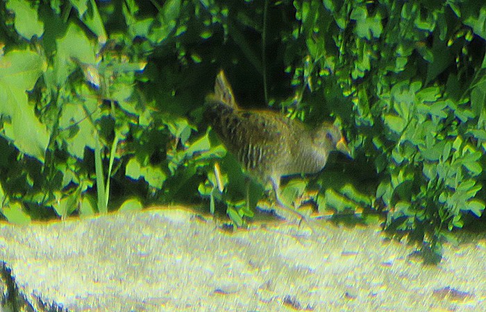 03_tuepfelsumfhuhn_spotted-crake_ismaninger_2018-08-15_1393