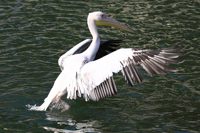 04_rosapelikan_great-white-pelican_2018_10_19_05328b1_ulrich-schaefer