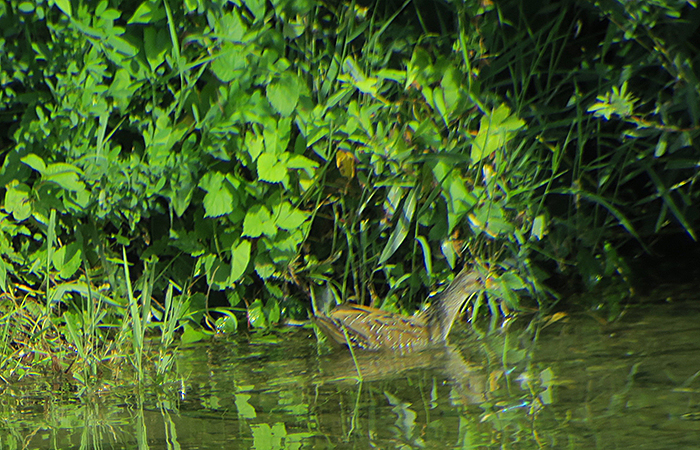 04_tuepfelsumfhuhn_spotted-crake_ismaninger_2018-08-15_1397