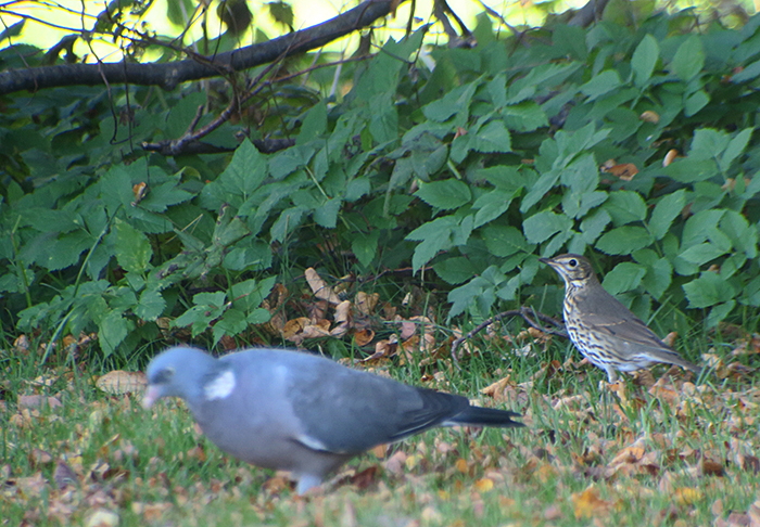 05_misteldrossel_mistle-thrush_friedhof_perlacher-forst_2018-10-14_2743