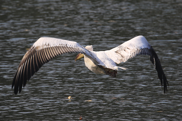 05_rosapelikan_great-white-pelican_2018_10_19_05334b1_ulrich-schaefer