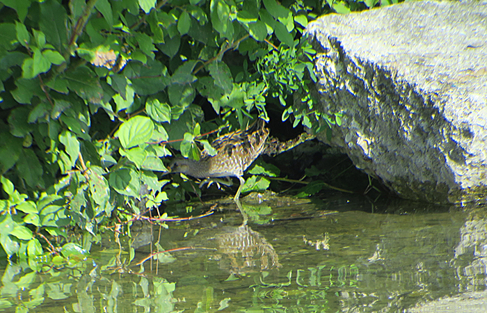 05_tuepfelsumfhuhn_spotted-crake_ismaninger_2018-08-15_1377