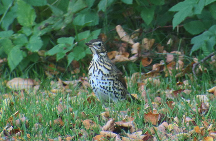 06_misteldrossel_mistle-thrush_friedhof_perlacher-forst_2018-10-14_2748