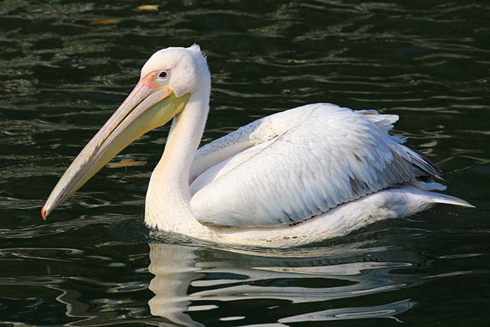 06_rosapelikan_great-white-pelican_2018_10_19_05320b1_ulrich-schaefer