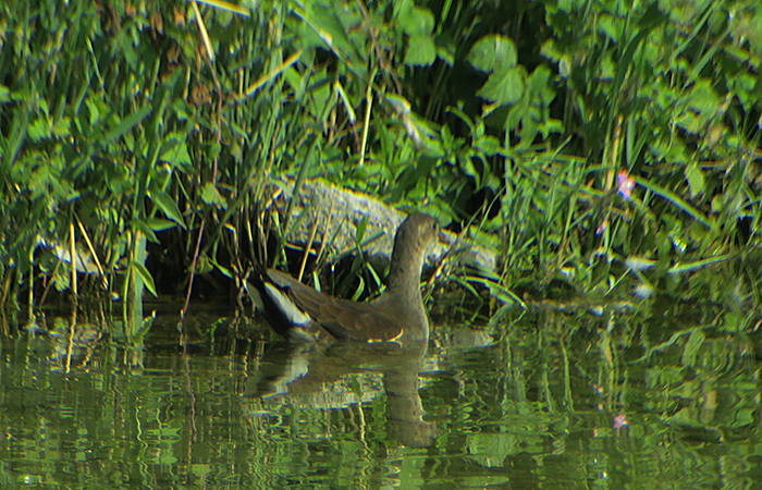 06_teichhuhn_moorhen_ismaninger_2018-08-15_1414