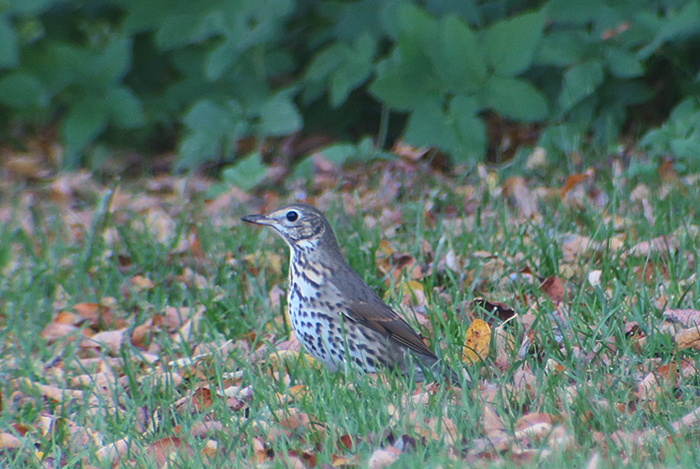 07_misteldrossel_mistle-thrush_friedhof_perlacher-forst_2018-10-14_2749