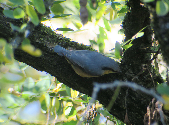 09_kleiber_eurasian_nuthatch_friedhof_perlacher-forst_2018-10-14_2820