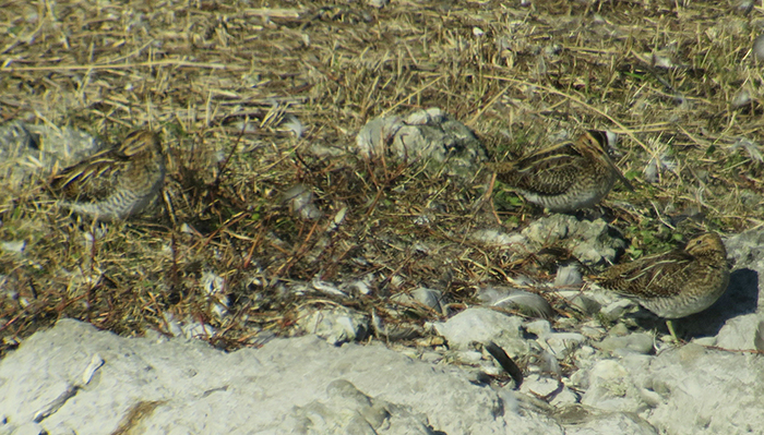 02_bekassine_common-snipe_ismaninger_2018-10-21_2984