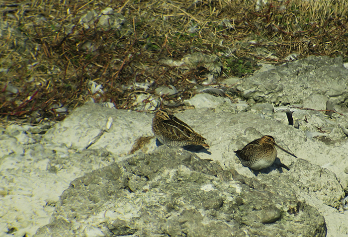 03_bekassine_common-snipe_ismaninger_2018-10-21_2961