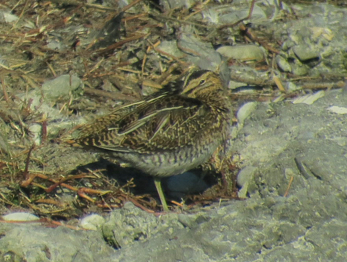 04_bekassine_common-snipe_ismaninger_2018-10-21_2988